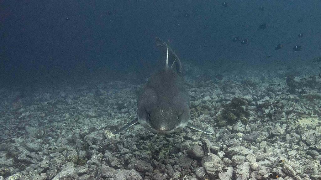 190919_IMG_2999b_S4A3804b Sandra Bessudo.jpg